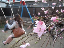 First sakura (japan)