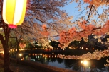 Lights and sakura flowers (Japan)